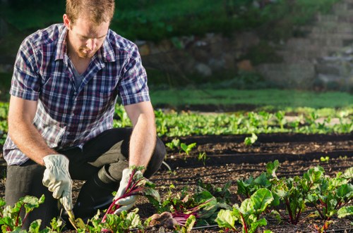 A man working in a garden with a variety of vegetable plants, including leafy greens and root vegetables, growing in organized beds with dark, rich soil. He is wearing a plaid shirt, dark pants, and gardening gloves, and is kneeling down while tending to the plants using his hands. The garden is outdoors, with the background showing additional planting beds and some greenery, suggesting a well-maintained landscape in a residential or community setting near Crystal Palace. The scene is illuminated by natural daylight, indicating a clear, sunny day, and the overall environment appears lush and productive, reflecting typical local gardening and landscaping efforts supported by companies like Landscapers Crystal Palace.