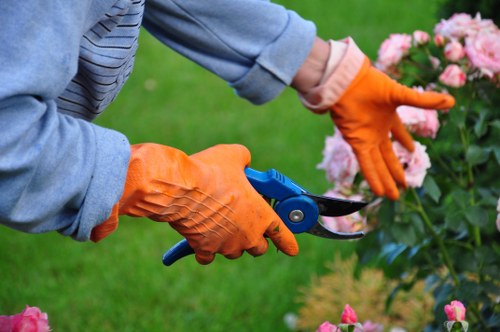 Professional gardener trimming a hedge
