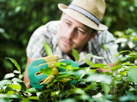 Eco-friendly lawn mowing equipment in use