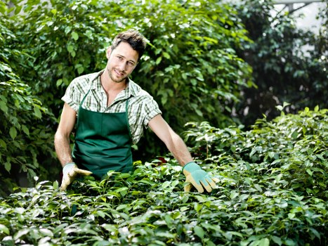 In a lush garden setting near Crystal Palace, a man wearing a green apron over a checked shirt is smiling while tending to dense, well-maintained green shrubs and bushes. The garden features a variety of plant life, including neatly trimmed hedges, a grassy lawn area with vibrant green grass, and a backdrop of trees with dark green foliage. The scene appears to be under natural daylight, with sunlight filtering through the tree canopy, creating a bright and inviting outdoor environment. The man is engaged in gardening activities, resembling typical landscaping work carried out by experts such as those at Landscapers Crystal Palace, and the overall scene highlights the care and attention involved in maintaining a healthy and attractive garden landscape in the area around London postcode SE19.