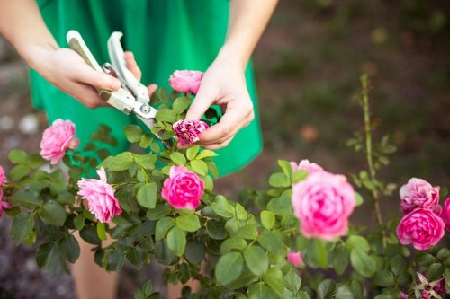 A person wearing a green gardening apron is using a pair of pruning shears to trim a flowering rose bush with bright pink blooms and healthy green leaves in a well-maintained outdoor garden. The bush is positioned in the foreground with some other plants and garden soil visible nearby. The background appears slightly blurred, showing more garden elements and natural outdoor lighting typical of a sunny day. This scene highlights gardening activities such as pruning and plant care, relevant to landscaping services offered by Landscapers Crystal Palace, with the garden situated within a landscaped yard in the Crystal Palace area, known for its green outdoor spaces and gardening expertise in London.