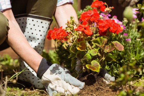 The image depicts a person planting a flowering red geranium in a landscaped garden with rich, dark soil. The garden features a well-maintained lawn with dense, vibrant green grass in the foreground. In the background, there are various blooming plants and shrubs, including pink and purple flowers, along with a mixture of leafy foliage. The person is wearing gardening gloves and appears to be carefully placing the geranium into the ground, indicating active outdoor gardening work. The scene is set outdoors under natural daylight, suggesting a pleasant weather condition suitable for gardening. This detailed view of planting activity aligns with professional gardening and landscaping services offered by companies like Landscapers Crystal Palace, serving residential gardens in the local area near postcode SE19, within the Crystal Palace and surrounding district.