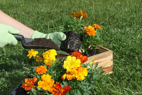 A person wearing light green gardening gloves is planting a flowering plant into a wooden garden bed on a well-maintained grassy lawn. The garden bed contains vibrant orange and yellow flowers, possibly marigolds, with some blooms fully open and others in bud. The soil being added appears dark and moist, indicating recent preparation. In the background, the lawn is lush and green, extending across the outdoor space, which is part of a landscaped front or back garden. The scene suggests active outdoor gardening, with natural daylight illuminating the area, and the environment appears neat and organized, suitable for gardening services in Crystal Palace or similar areas within London. This setup demonstrates ongoing plant care and garden maintenance typical of professional landscapers like Landscapers Crystal Palace, specializing in garden design, planting, and lawn care in the local area.